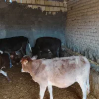 گوساله چاق|حیوانات مزرعه|کوهدشت, |دیوار