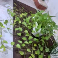 درختچه یوکا،پتوس نئون،لیندا|گل و گیاه طبیعی|نور, |دیوار