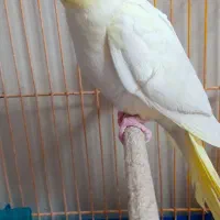 عروس هلندی چشم شرابی معاوضه هم میکنم