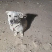 یکعدد سگ پاکوتاه خانگی