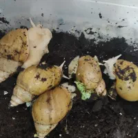 بچه و مولد|خزنده|کرج, فاز ۴ مهرشهر|دیوار