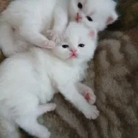 بچه گربه های بیریتیش|گربه|تهران, نبی اکرم|دیوار