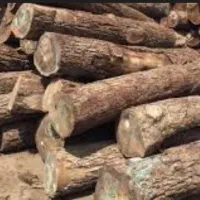 خرید چوب همه نوع باغی