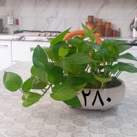 گیاهان خانگی|گل و گیاه طبیعی|محمدیه-قزوین, |دیوار