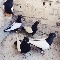 سینه سیاه نوک سفیدنر