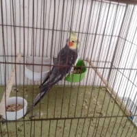 عروس هلندی نر