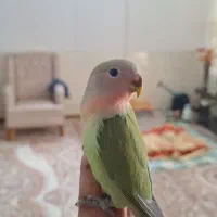 طوطی کوتوله گمشده