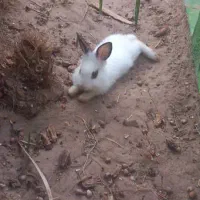 خرگوش لوپ وساده|موش و خرگوش|رفسنجان, |دیوار