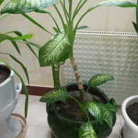 گل اپارتمانی|گل و گیاه طبیعی|کرمانشاه, |دیوار