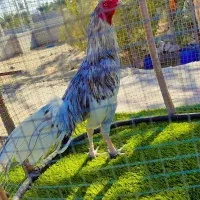 خروس میانوالی جوان سرحال زمانتی