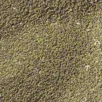 ماش درجه یک لری