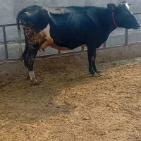 تلیسه آبستن گاو شیری