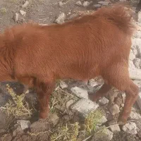 فروش بز