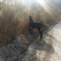 قاطر نر ۳سال خیلی آروم