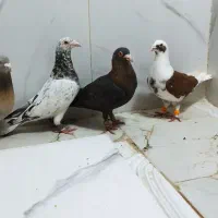 کفتر شهری|پرنده|شیراز, شهرک بهار|دیوار