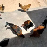 بوقلمون وخروس و اردک خارجی|حیوانات مزرعه|کوهدشت, |دیوار