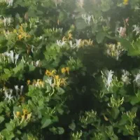 گل یاس بصورت بوته ای رونده