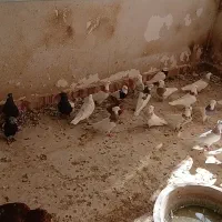 فروش طوقی|پرنده|تفت, |دیوار