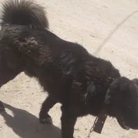 سگ قدریجونی نردرشت .بذری زات دار...۸۵کیلو