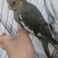 عروس هلندی سینامون