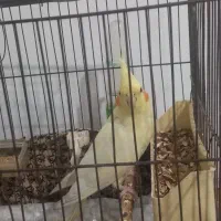 عروس هلندی|پرنده|قلعه نو, |دیوار