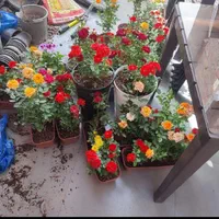 گل و گیاه خدمات باغبانی گلکاری|خدمات باغبانی و درختکاری|تهران, تجریش|دیوار