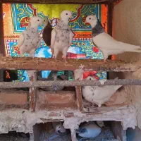 طوقی هفت رنگ