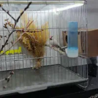 فنچ نرگسی شکلاتی