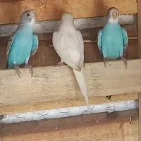 فروش مرغ عشق