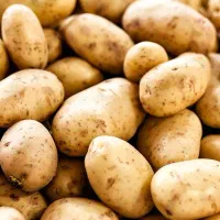 بذر سیب زمینی