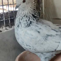 کبوتر پرشی زیبا|پرنده|شهریار, دهشاد بالا|دیوار