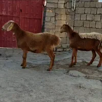 میش چینی قندوزی اصل گوسفند بز بره کهره