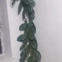 گل آپارتمانی