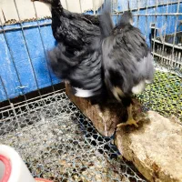 جوجه استرالوپ مشکی|حیوانات مزرعه|همدان, |دیوار