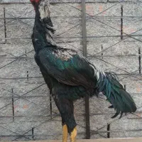 خروس لاری و مرغ لاری نسلدار