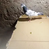 ماده تیدی|پرنده|مسجد سلیمان, |دیوار