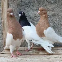 کبوتر سینه کله دمسفید ،قوچان|پرنده|مشهد, موسوی قوچانی|دیوار