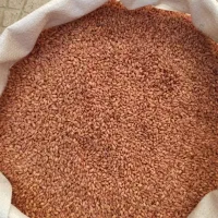 گندم بوجاری شده کیلویی ۵۰