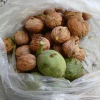 فروش نهال گردوی زود بار ده|خدمات باغبانی و درختکاری|مرند, |دیوار