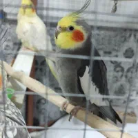 عروس هلندی|پرنده|دوگنبدان, |دیوار