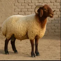(قصاب) ذبح گوسفند در شهرضا