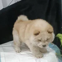 چاووچاوو نر دو ماهه|سگ|تهران, خانیآباد|دیوار