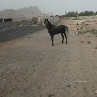 اسب