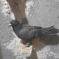 گم شده
