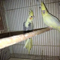 فروش یه جفت عروس جوان