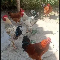 خروس محلی