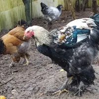 فروش مرغ و خروس برهما