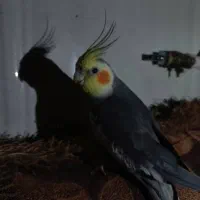 عروس هلندی گمشده|پرنده|لار, |دیوار