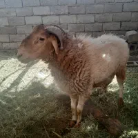 سلام یک قوچ چاق به فروش میرسد