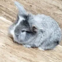 بچه خرگوش لپ فرانسوی|موش و خرگوش|یزد, |دیوار